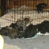 LABADOODLE/HOUNDDOG pups needing loving homes 6 males