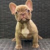 LCF: French bulldog puppies girl 1