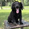 Mini Bernedoodles female