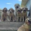 AKC Registered Goldens