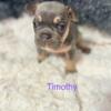 French Bulldogs AKC Registered