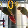 Conures - for sell or trade