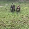 3 American bully Puppies for sale 2boys, 1girl