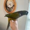 Beautiful tame male Patagonian conure