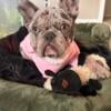 Bo the Merle blue frenchie needs cuddles and a forever family