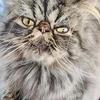Very rare color Persian cat