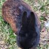 Black polish buck