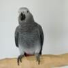 African Grey Baby