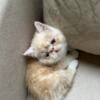 Male Exotic Shorthair Cream Tabby 