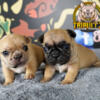 Akc French bull dogs 