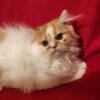 PERSIAN KITTEN MALE, REGISTERED