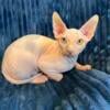 Purebred Sphynx Kittens-Cuddle Bugs 