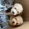Toy poodles 