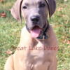 AKC Fawn Great Dane Male Puppies