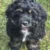Chocolate and Black Cocker Spaniel puppies 