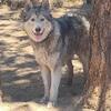 Kodiak needs a husky or malamute girlfriend 