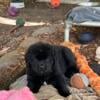 newfoundland puppies. black and black and white