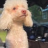 Toy poodle stud only