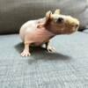 Baby skinny pigs, very friendly and funny