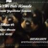 Rottweiler Stud Only!