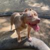 American bully pup female