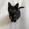 Two Female Kittens ~ Need New Forever Homes
