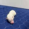 Winter- Miniature Poodle
