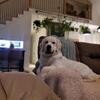 ENGLISH CREAM RETRIEVER