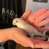 hand tame baby lovebird