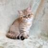 CFA Exotic Shorthair Doll-face kittens (Lazy Man's Persian)