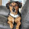 CKC Miniature Dachshund Dapple Stud