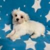 Toy Male Maltese Puppies