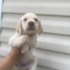 Yellow lab puppies for sale and ready to go