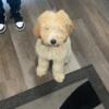 Female Bernadoodle puppy AKC registered 4months