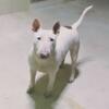 female bull terrier adult