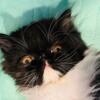 Exotic shorthair/ Longhair