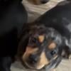 Male miniature dachshund puppy