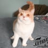 Cream British Shorthair Male