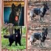 Expecting AKC longcoat German Shepherds