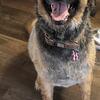 Golden retriever/ German shepherd mix male 
