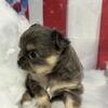 AKC long coat Chihuahua 