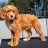 Gorgeous Mini Goldendoodle Puppies