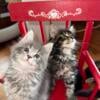 Maine Coon grey & white striped tabby female kitten for sale from champion blood lines