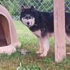 Male Siberian Husky