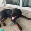 Rottweiler puppy needs new home