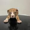 Bully Pups AvailaBle contact Malachi 678-267-5676