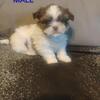 Shih Tzu Puppies** One MALE fur baby left!