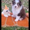 Toy Australian shepherd