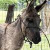 Jack Donkey