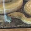 Albino Burmese python snake